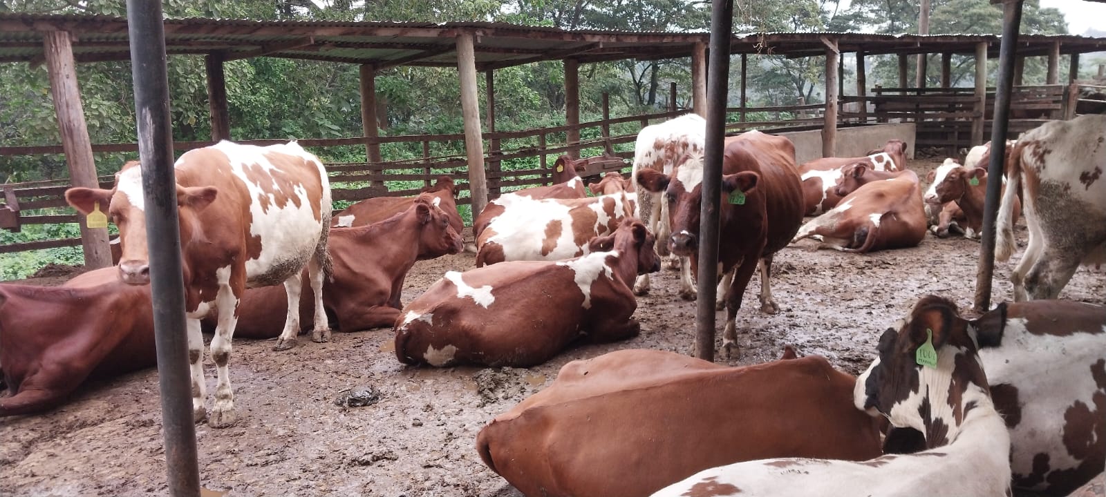 Livestock Image